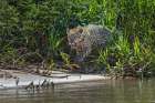 Jaguar along the river banks of Cuiaba River, Pantanal, Brazil. Art Print